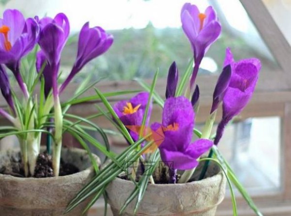 Tutorial on how to make lavender, blue and red crocus handmade paper flowers from crepe paper