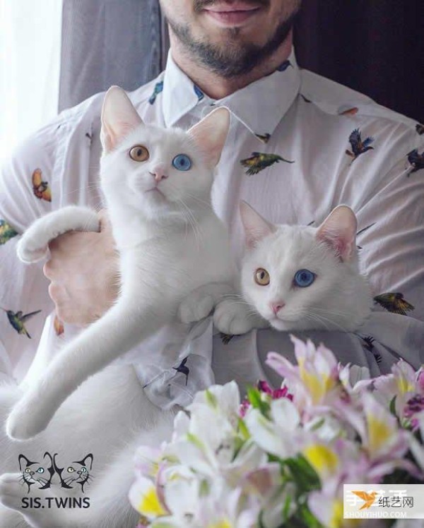 The most beautiful twin white kittens that make your heart melt completely, Sis.Twins.