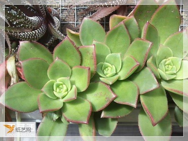 Succulent plant pots specially made from old picture frames