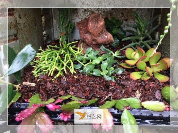 How to repurpose old oven waste into garden bonsai