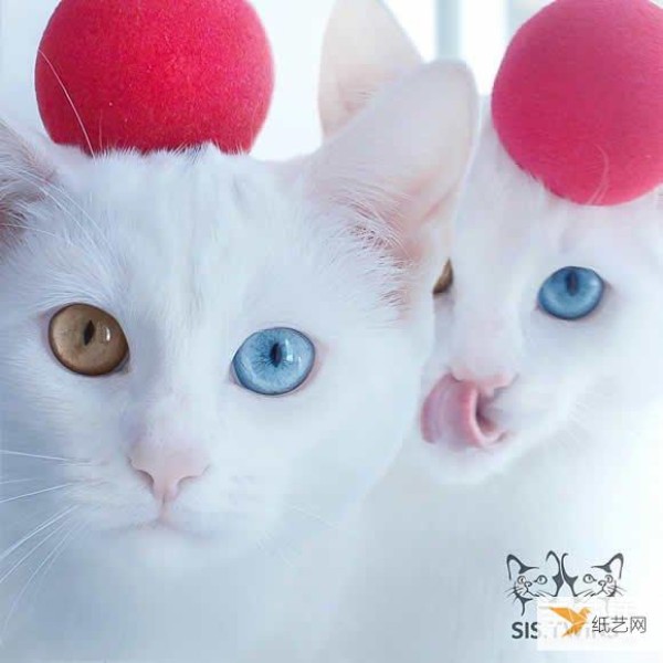 The most beautiful twin white kittens that make your heart melt completely, Sis.Twins.