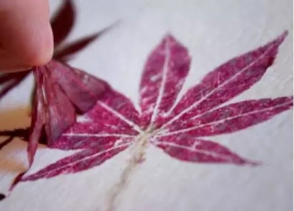 Leaves can also be rubbed into beautiful decorations, turning waste into treasure.