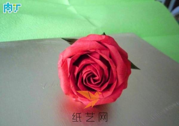 beautiful rose