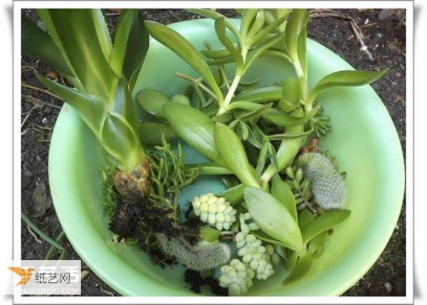 Tutorial on using waste plastics to make beautiful bonsai with your own personality