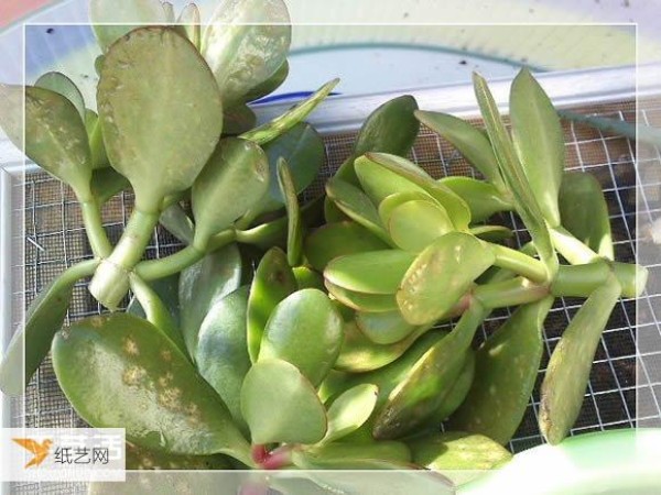 Succulent plant pots specially made from old picture frames