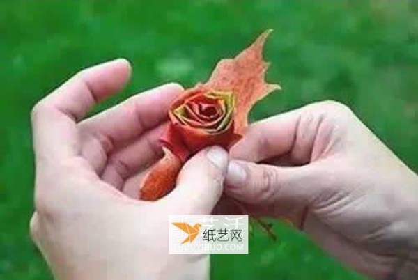 Illustration of how to make roses using maple leaves