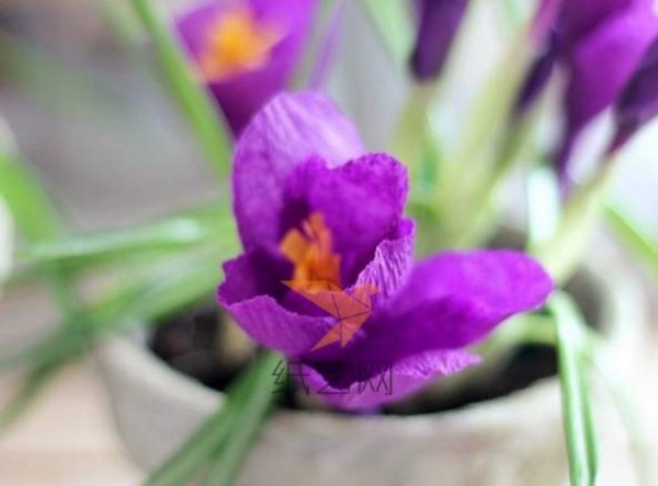 Tutorial on how to make lavender, blue and red crocus handmade paper flowers from crepe paper