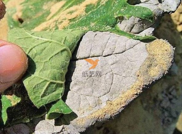 Turn Waste into Treasure Leaf-shaped Fruit Dessert Tray Creative DIY Tutorial on Turning Waste into Treasure