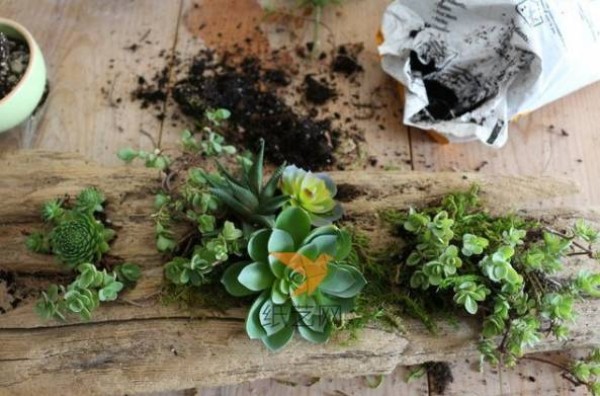 Turn waste into treasure by transforming discarded logs into succulent plant pots