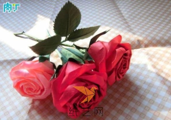 beautiful rose