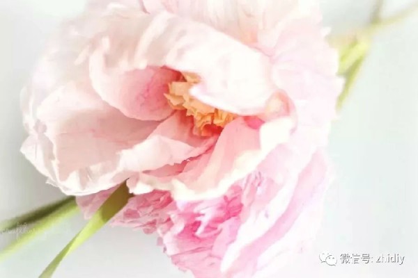 Crepe Paper Simulation DIY Peony Flower Tutorial