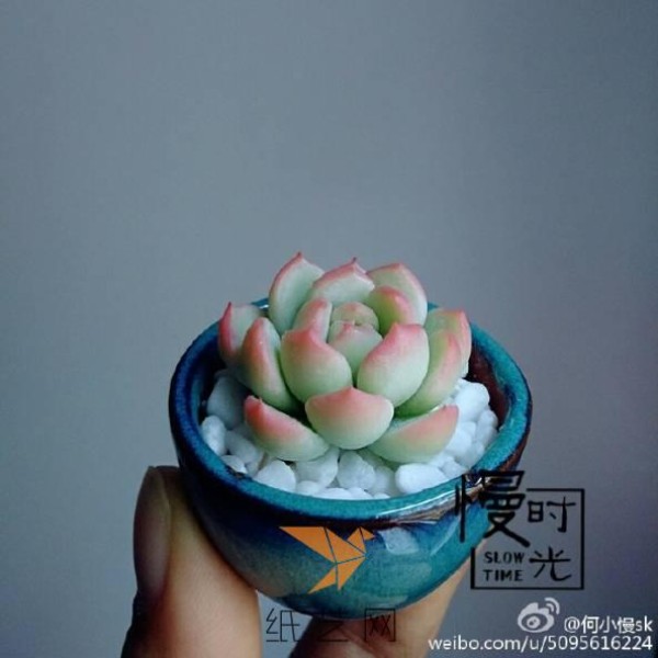 He Xiaoman’s succulent clay tutorial is here! ! !