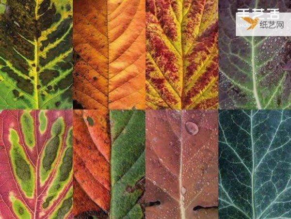 Preserving the beauty of leaves through photography Photos of leaves that look like a beautiful patchwork