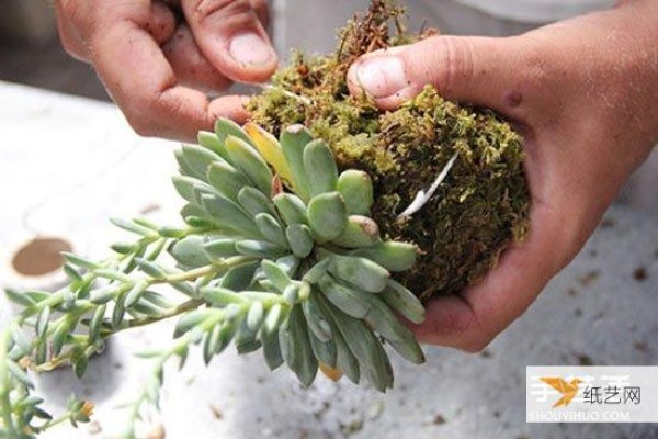 How to hang succulents without pots