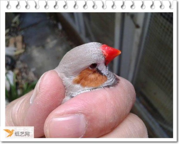 Tutorial on how to use your own space to transform a chicken coop into a personalized birdhouse