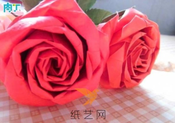 beautiful rose