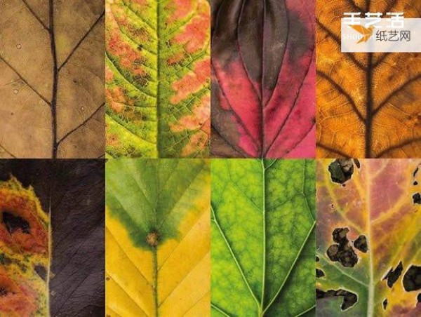 Preserving the beauty of leaves through photography Photos of leaves that look like a beautiful patchwork