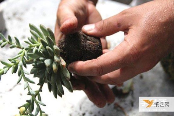 How to hang succulents without pots