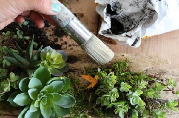 Turn waste into treasure by transforming discarded logs into succulent plant pots