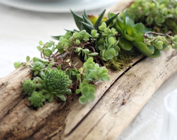 Turn waste into treasure by transforming discarded logs into succulent plant pots