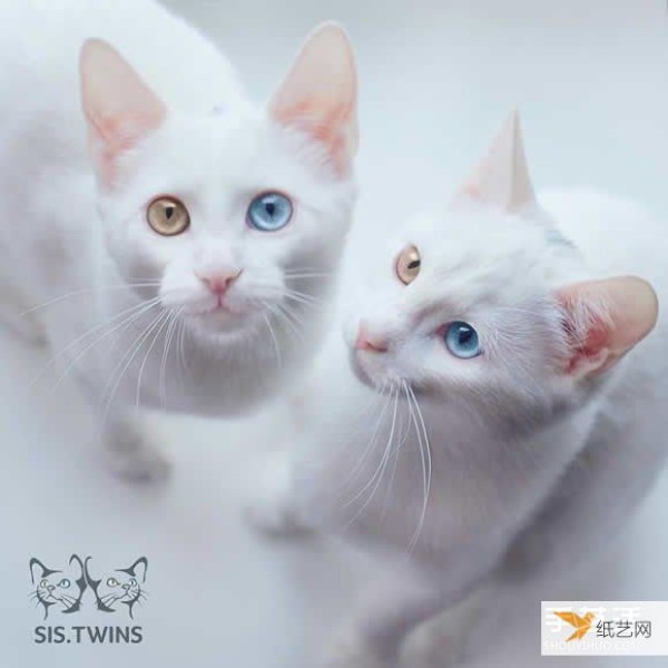 The most beautiful twin white kittens that make your heart melt completely, Sis.Twins.