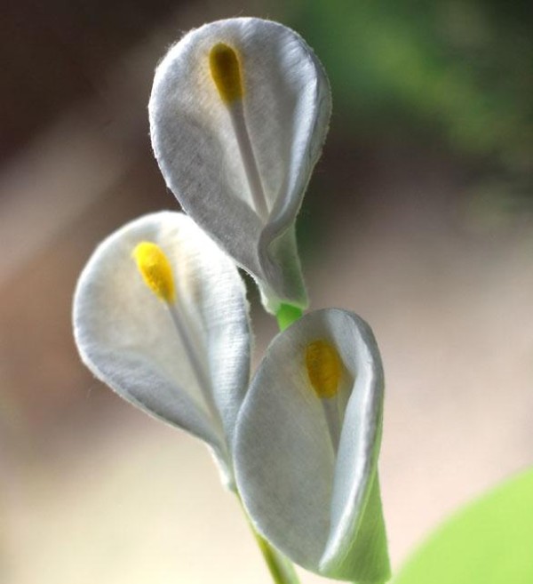 How to make creative calla lily flowers