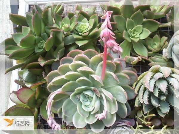 Succulent plant pots specially made from old picture frames