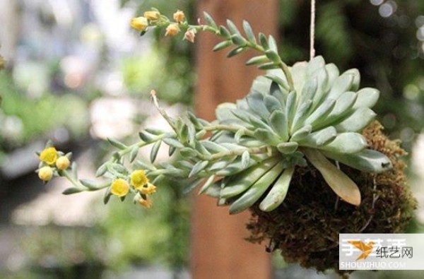 How to hang succulents without pots