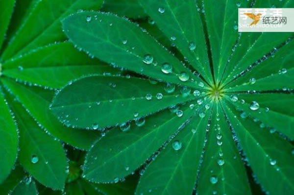 Preserving the beauty of leaves through photography Photos of leaves that look like a beautiful patchwork