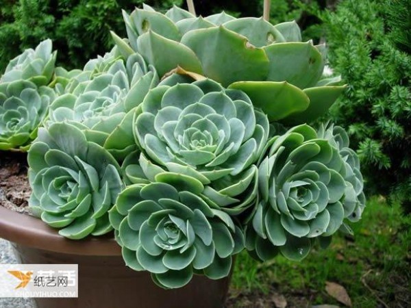 Essential knowledge for getting started with succulents Beginners must learn how to grow succulents