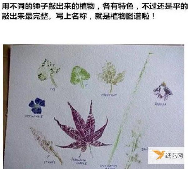 Detailed explanation of the steps and methods of making hand-made leaf rubbings with pictures