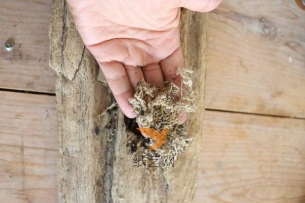 Turn waste into treasure by transforming discarded logs into succulent plant pots