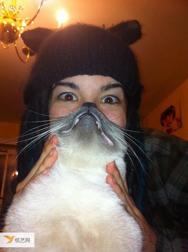 Very funny selfie photos using pet cats to take cute bearded photos