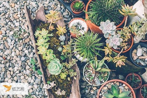 Introduction to succulents: Beginners must learn how to grow succulents