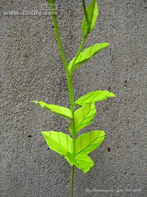 Shimizu Satsuki’s paper art work—“Origami Platycodon·Origami Balloon-Flower”