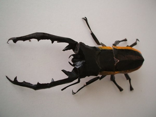 Papercraft insects! Difficult to tell true from false