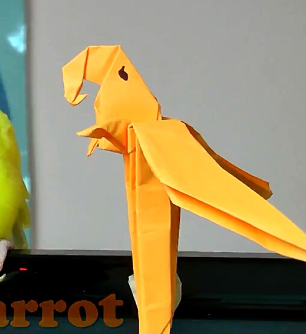 Origami Parrot Childrens Origami Video Tutorial