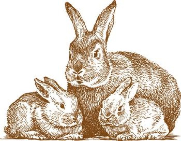 Rubber stamp material animal line drawing