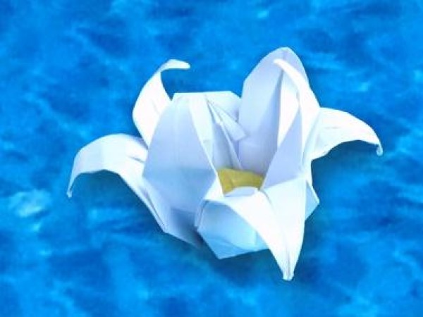 Lotus origami illustration tutorial