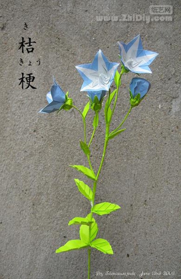 Shimizu Satsuki’s paper art work—“Origami Platycodon·Origami Balloon-Flower”