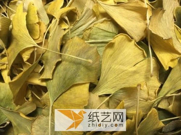 The smell of autumn: Dried roses made from waste ginkgo leaves