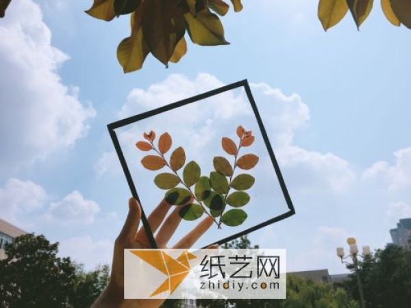 As a Teachers Day gift, you can turn waste into treasure and make decorative paintings of plant specimens.