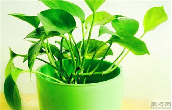 What causes the leaves of pothos to turn yellow? Solutions for yellow spots caused by green radish