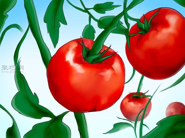 Steps to grow tomatoes from seeds How to grow tomatoes from seeds