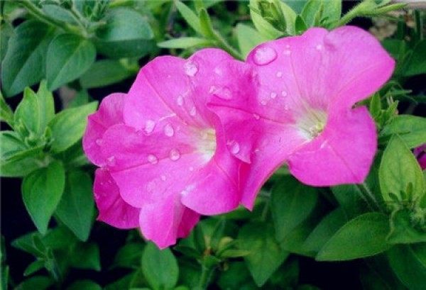 When do morning glories bloom? What is the flower language of morning glory?