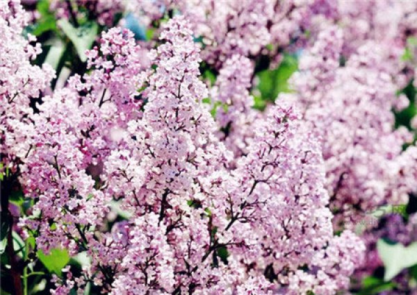 What is the language of lilac flowers? Complete collection of lilac flowers