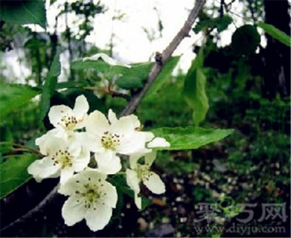 Birthday flower for November 17th: Apple Blossom Flower Language of Apple Blossoms