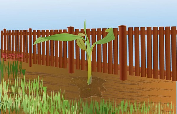 Banana planting technology teaches you how to grow bananas at home