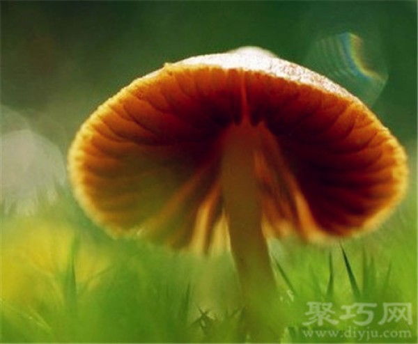 Birthday flower for October 9th: Mushroom Mushroom Flower Language