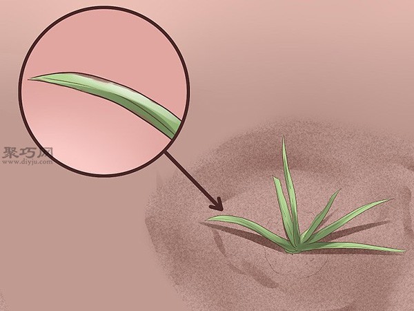 How to take care of aloe vera daily. Illustrated tutorial on growing aloe vera.